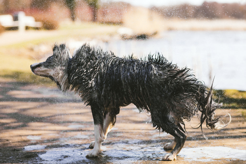 høst Smitsom sygdom udsagnsord 6 måder at køle hunden ned i sommervarmen | Siccaro