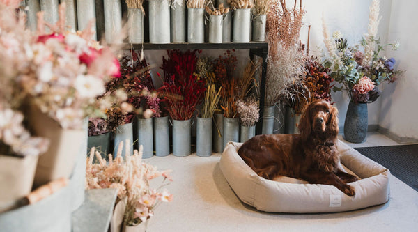 Med hunden på arbejde: I blomsterværkstedet