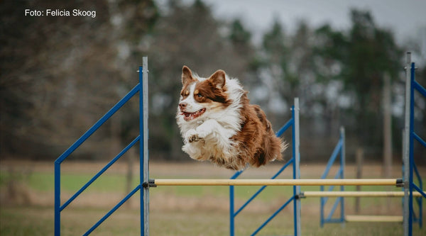 Den sjove og udfordrende hundesport agility
