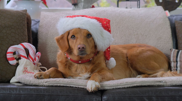 4 julegaveideer til hundeejeren, der har alt