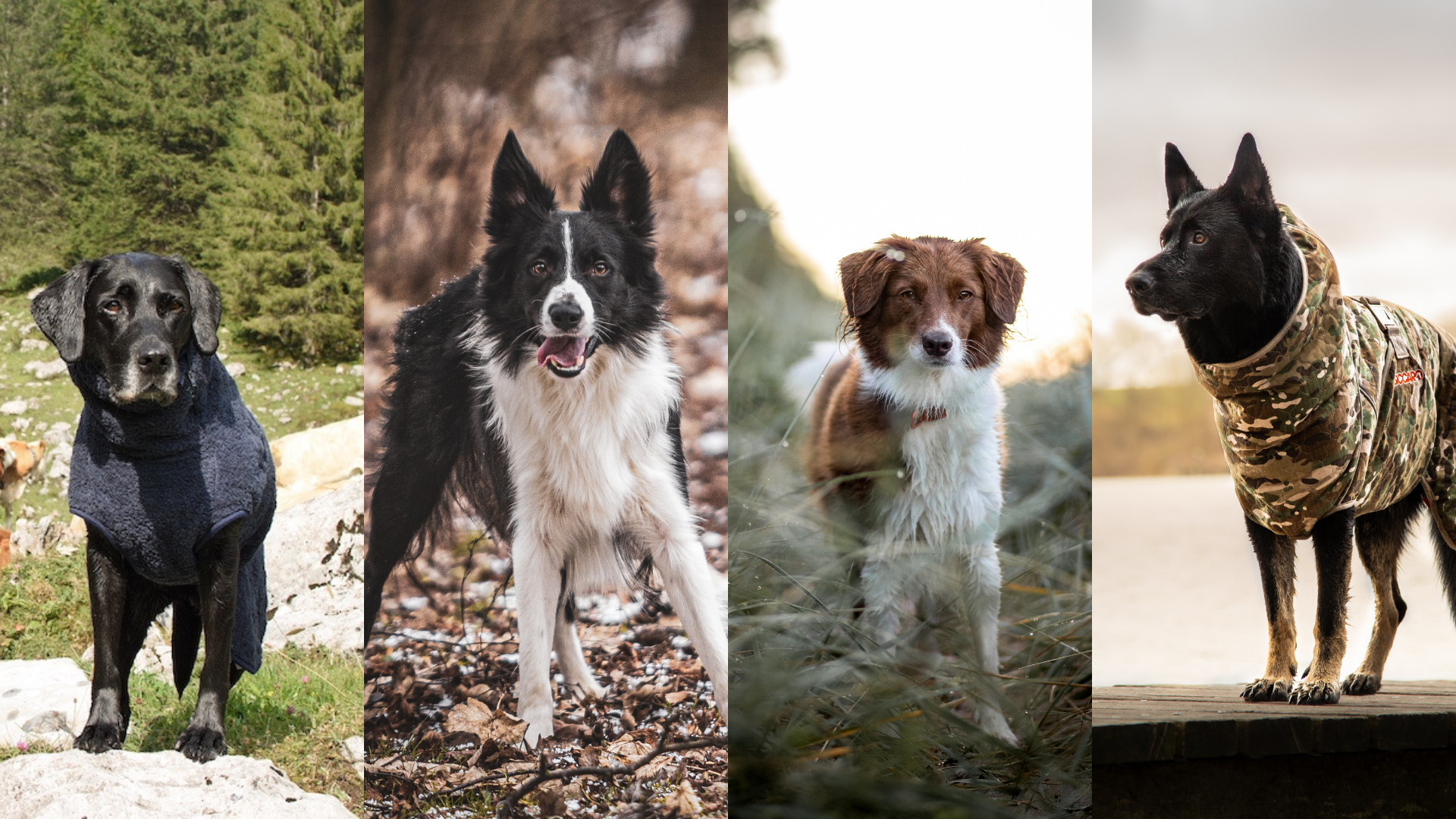 Let at ske Aktiver grænse Få tips til at tage gode billeder af din hund | Siccaro.dk