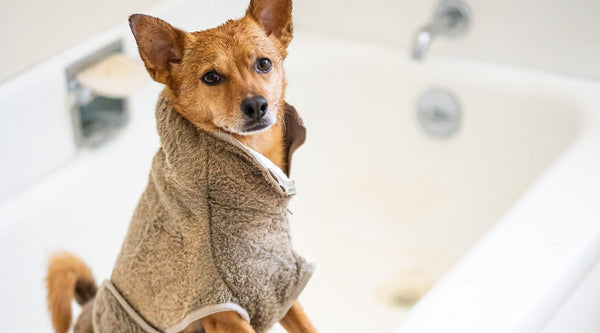 Sådan giver du din hund det bedste bad