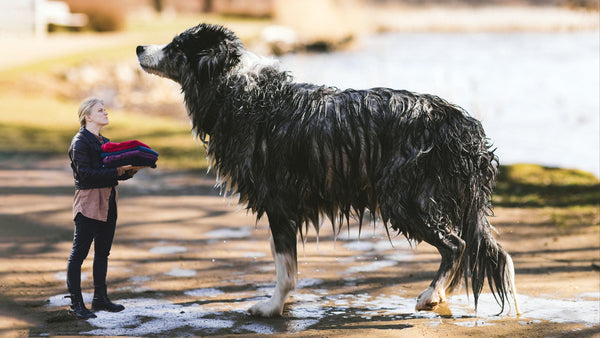 Du tørrer din våde hund forkert. Læs hvorfor her.