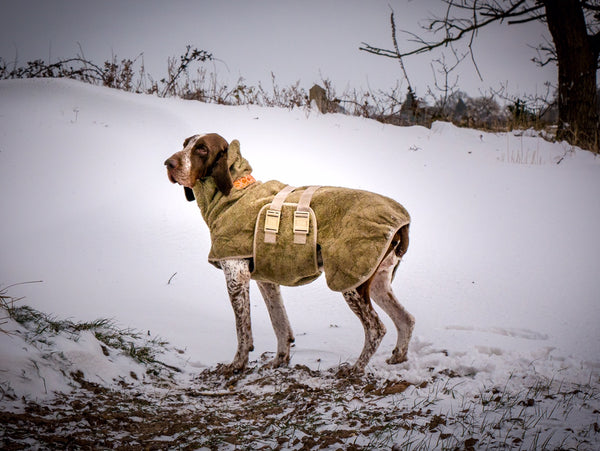 Pas på hunden i sneen – 5 tips til gåturen i vintervejret