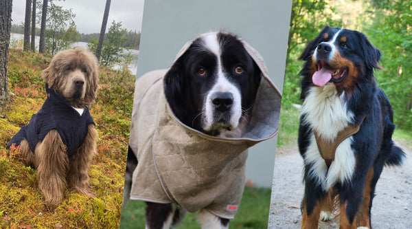 3 råd til hverdagen med en stor hund