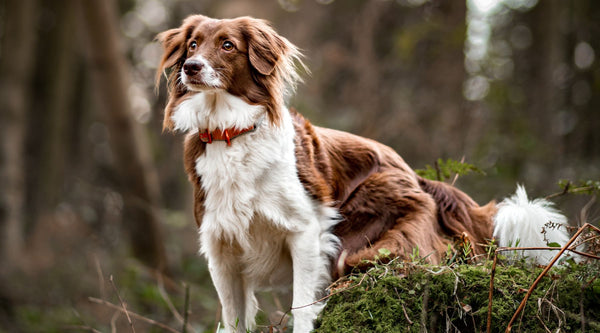 Hundeskov – sådan får din hund den bedste oplevelse