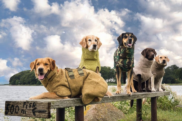 Derfor elsker vi retrieveren – en af de mest elskværdige hundetyper i verden