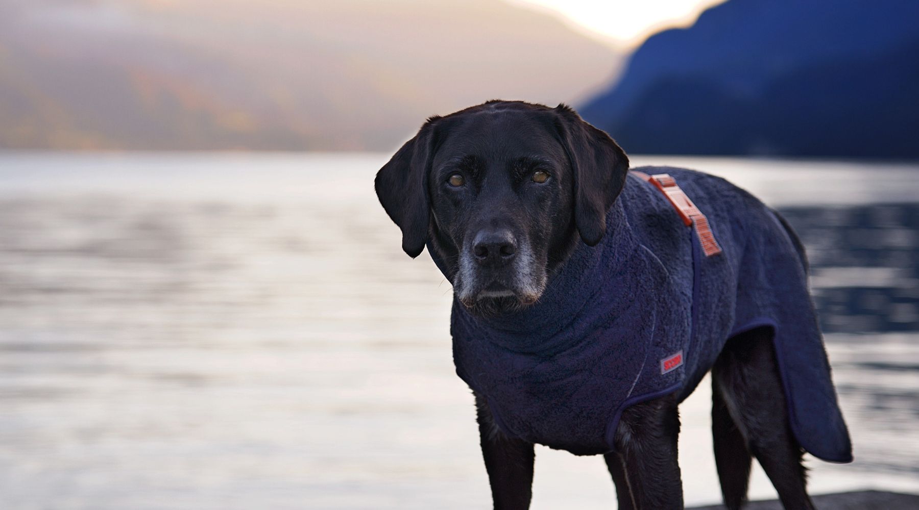 Livet med seniorhund | Sådan passer du bedst på hunden oppe i årene