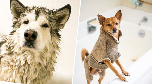 Må man vaske sin hund med shampoo?