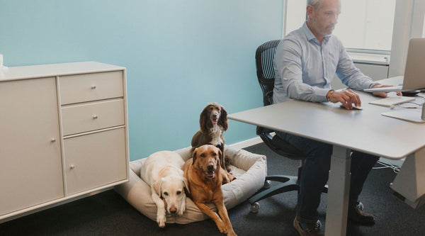 Med hunden på arbejde: Hos erhvervsmanden