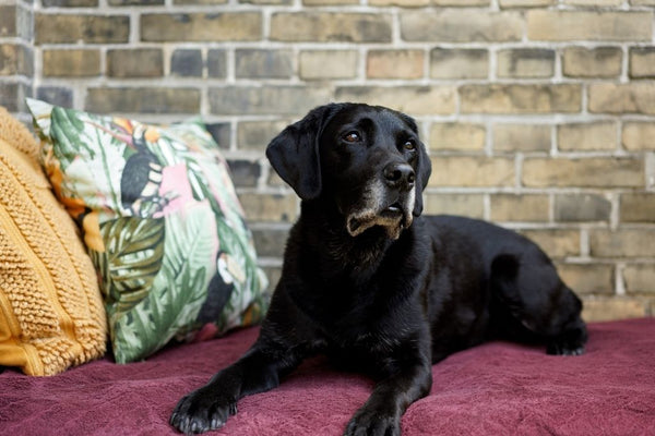 6 tips til når hunden er med på arbejde