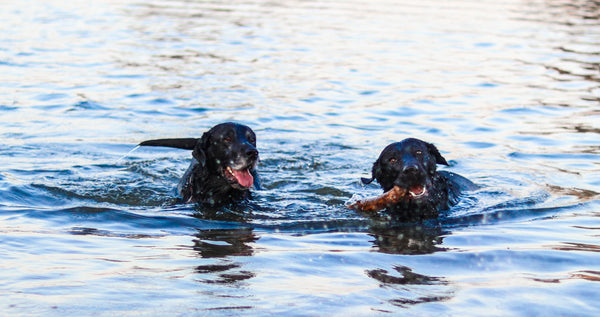 Sådan lærer du din hund at svømme