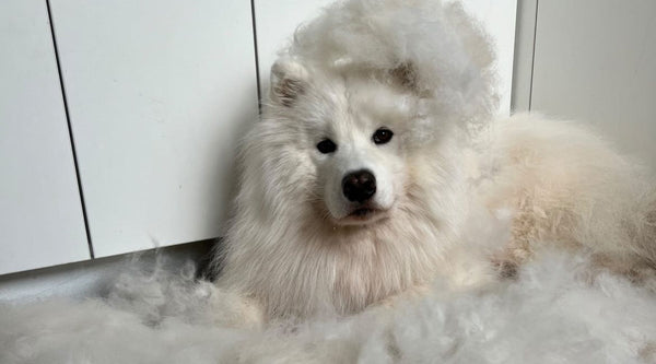 Pelspleje tips fra en Samoyed-ejer