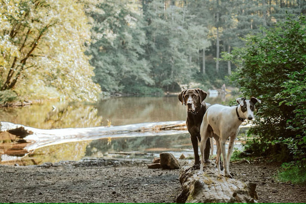 Forebyg watertail hos din hund