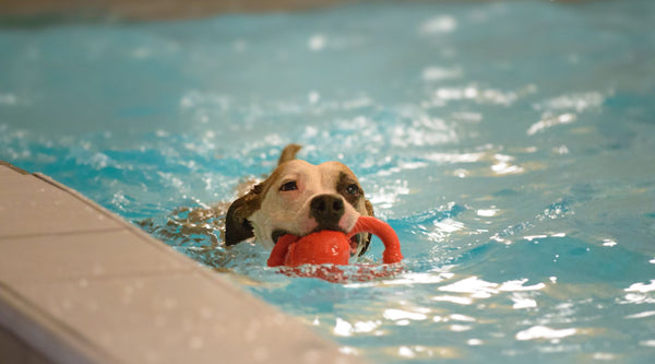 Hundesvømning: En sjov og sund måde at træne din hund