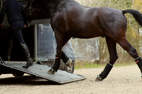 Sådan rejser du med din hest – og beskytter den under transporten