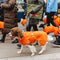Orange Dog Walk KBH 2026