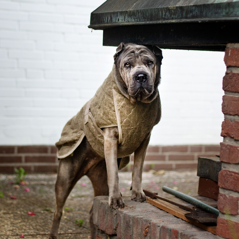 Siccaro Smart / Tørredragt til hunde / 45 Tørredragter
