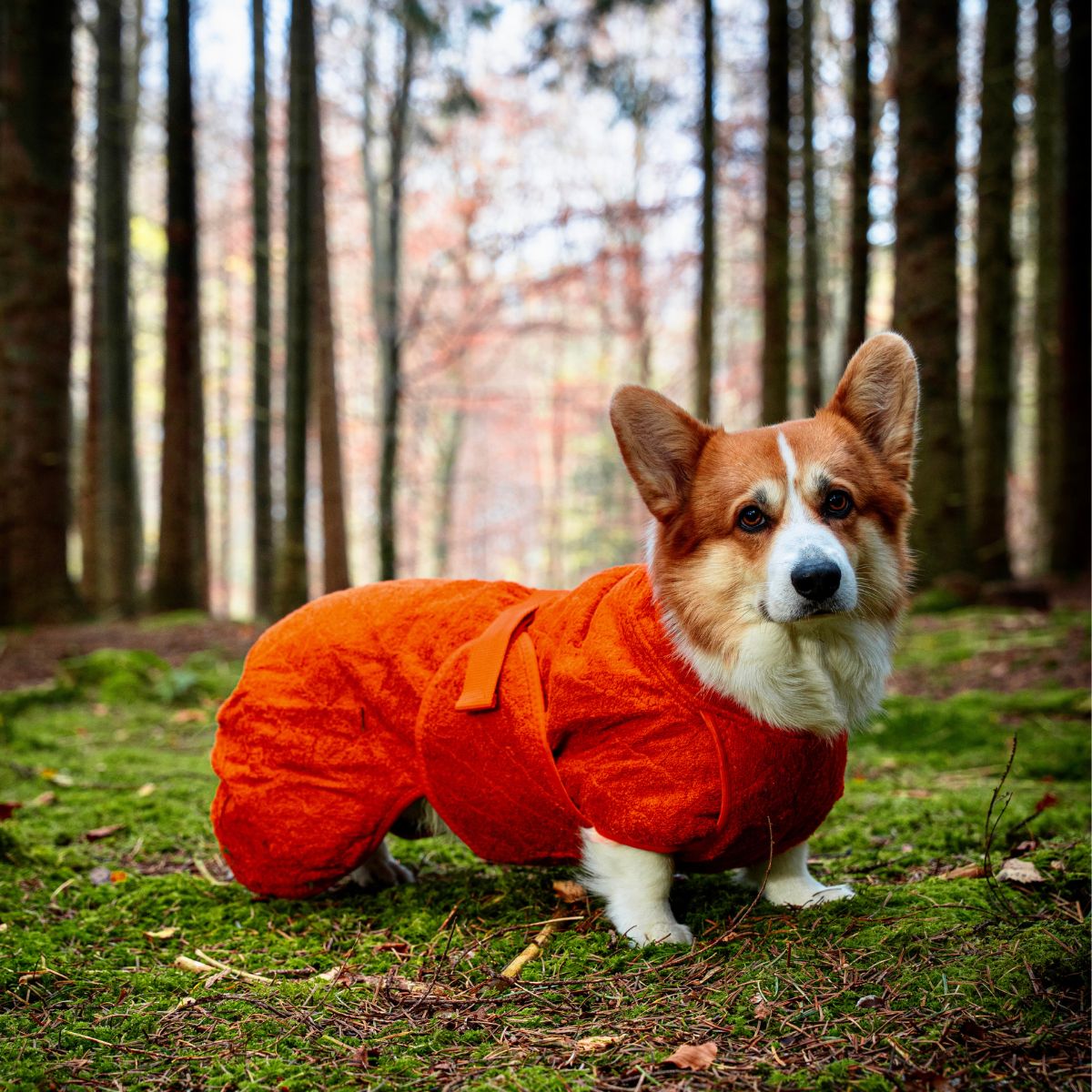 Smart / Tørredragt til hunde / 45