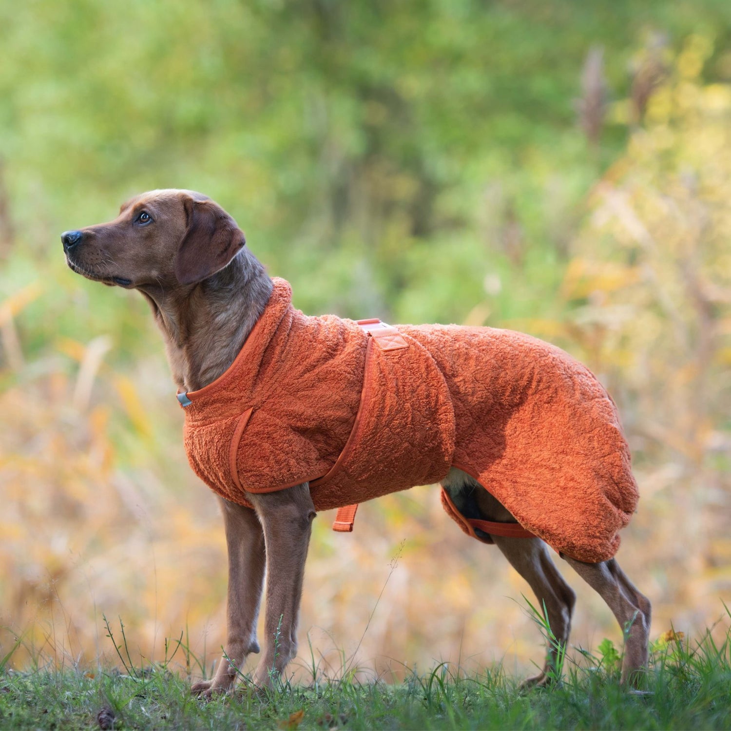 Siccaro Smart / Tørredragt til hunde / 50 Tørredragter