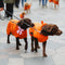 Orange Dog Walk Århus 2026