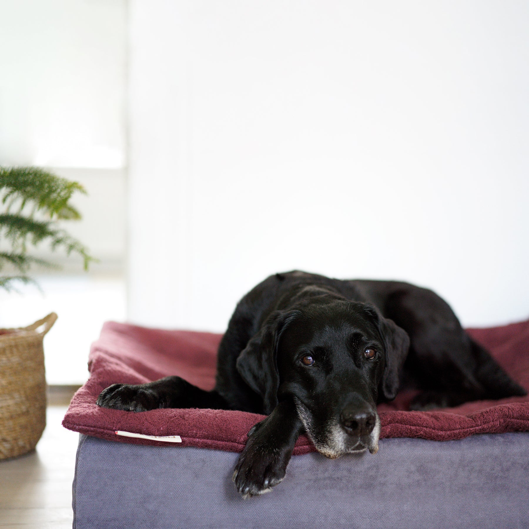 FlexDog tørremåtte / 70x110
