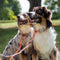 Sealines hundesnor / 100% genanvendt nylon